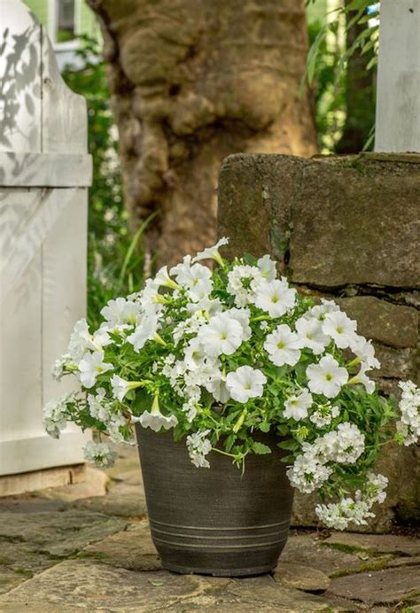 Use Your Southern Living Plant Collection Patio Ready Container To