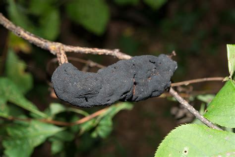 Apiosporina Morbosa Black Knot Fungus