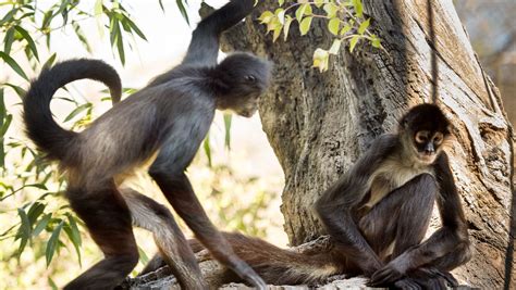 Nashville Zoos Monkey Exhibit Puts Residents High In The Trees