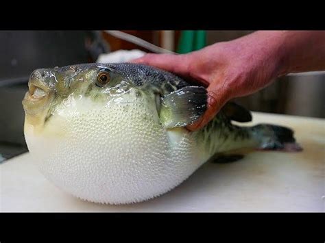 Fugu Puffer Fish Poison Alert 2018 Deadly Blowfish Recall Activates