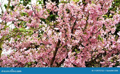 Sakura Blossoms In The Gardens By The Bay Stock Photo Image Of Sakura