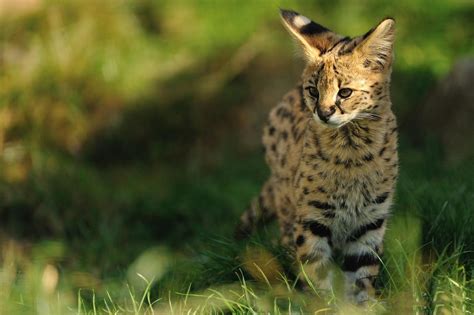 Serval Kucing Eksotis Dari Afrika Info Terkini