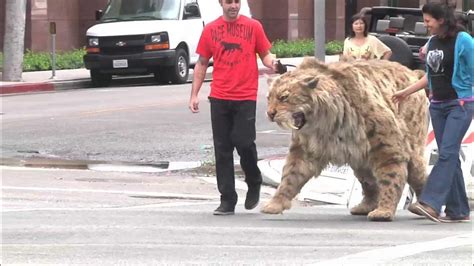 Saber Toothed Cat Struts Down Wilshire Blvd In La And Comes Home To