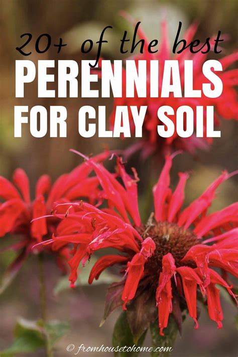Best Plants For Clay Soil Full Sun Perennials Best Perennials Full