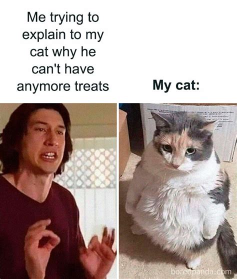 50 Cat Memes Created By People Clearly Living With One Magazine