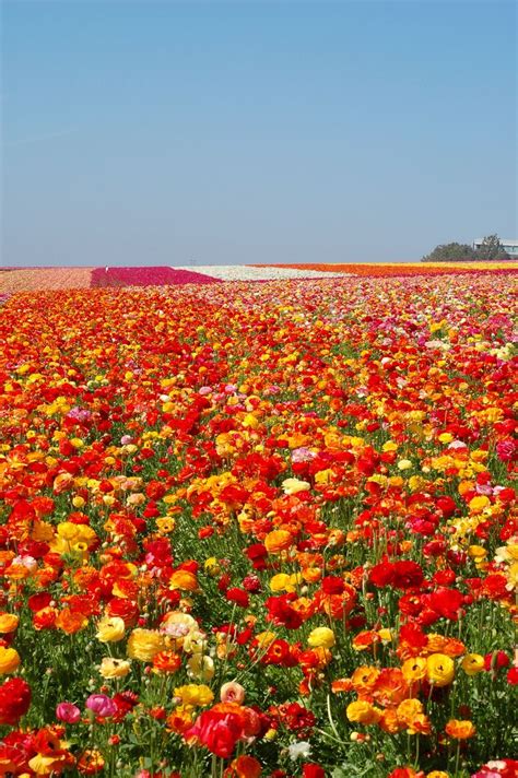 Carlsbad Flower Fields California Usa Pinterest