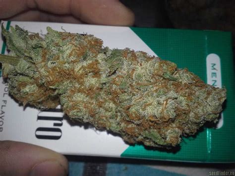 Strain Galerie Chernobyl Subcools The Dank Pic 05011359869886912