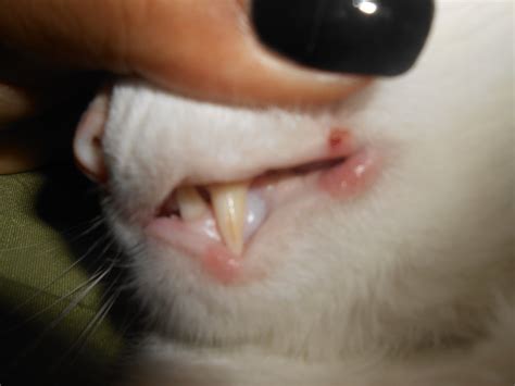 If you noticed that a cat has swollen bottom lip, you need to inspect it for wounds, burns, and other distinguishing features. DSCN11191.JPG | TheCatSite