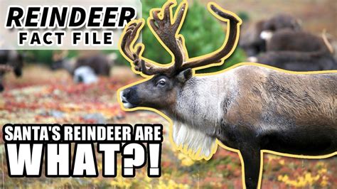 Reindeer Facts Also Caribou Facts 🎅 Animal Fact Files Youtube