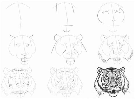 Tiger Zeichnen Em Desenho Passo A Passo Tigre Desenho Desenho