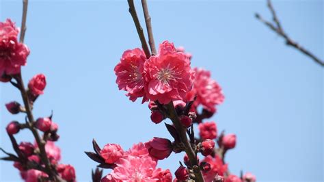 spring cherry free photo on pixabay pixabay