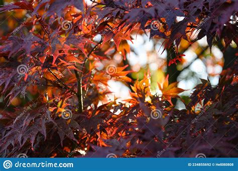 Autumn Nature Background Of Red Maple Leaves Blowing In Autumn Wind