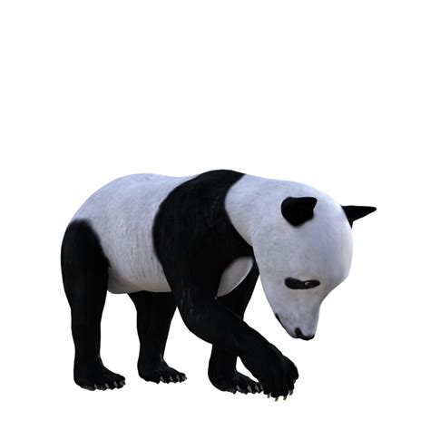 Panda Bear 3d Render 11812477 Png