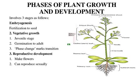 Solution Phases Of Plant Growth And Development Studypool