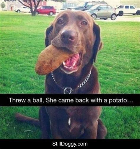 60 New Hot Funniest Dog Memes To Welcome 2020 Fallinpets