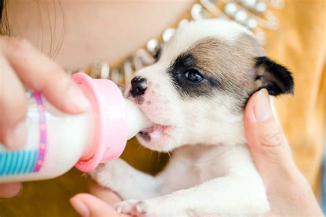 How And When To Use Puppy Formula To Bottle Feed A Newborn Puppy