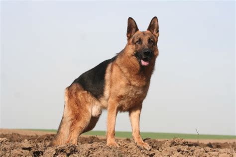 Questo assicura che il vostro cane abbia energia sufficiente in caso di bisogno. Pastore Tedesco - Amici di Casa
