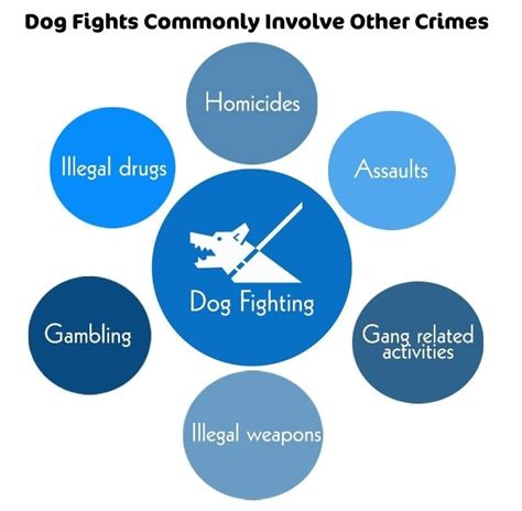 How Common Is Dog Fighting A Complete Guide Keepingdog