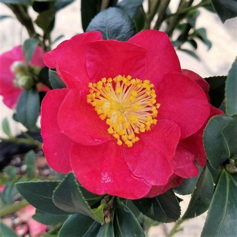 Yuletide Camellia Sasanqua Red Flower Blooming Evergreen Shrub Live
