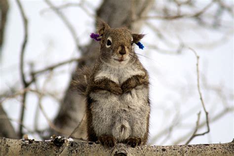 Opportunity Leads To Promiscuity Among Squirrels Study Finds