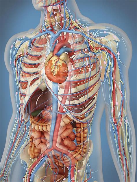 Transparent Human Body Showing Heart And Main Circulatory System