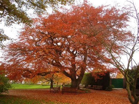 49 Best Trees For Mee Images On Pinterest Copper Beech