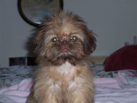 Kiwi A Liver Shih Tzu She Is Totally Brown Colors Eyes Lips Nose