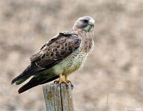 Swainsons Hawk South Dakota Birds