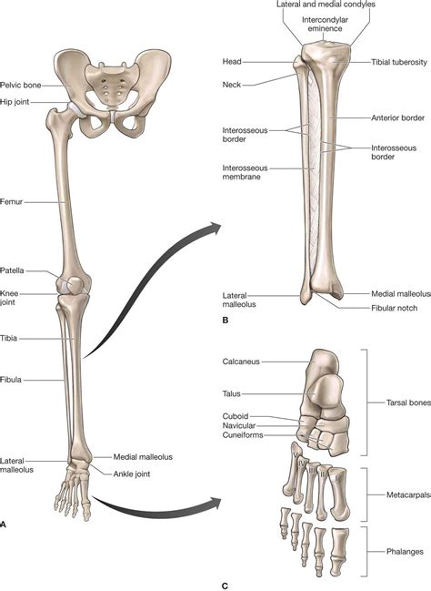 The radius and ulna are two parallel bones which extend from your elbow to your wrist. Lower Leg, Ankle, and Foot | Musculoskeletal Key