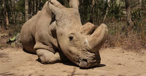 The Last Male Northern White Rhino On Earth Just Died Kenya Northern