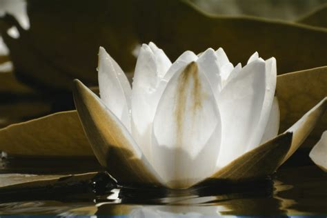 Lotus Flower Symbol Hinduism Best Flower Site