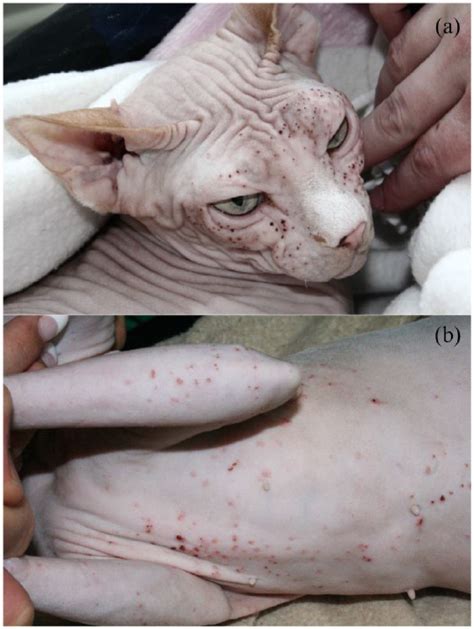 Feline Maculopapular Cutaneous Mastocytosis A Retrospective Study Of