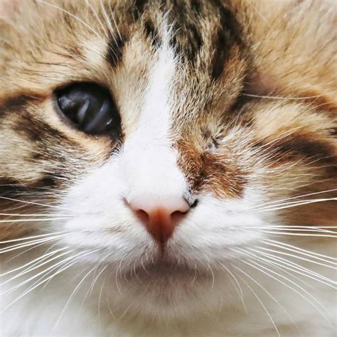 Meet The Beautiful One Eyed Blind Cat From Cyprus Who Found The Perfect