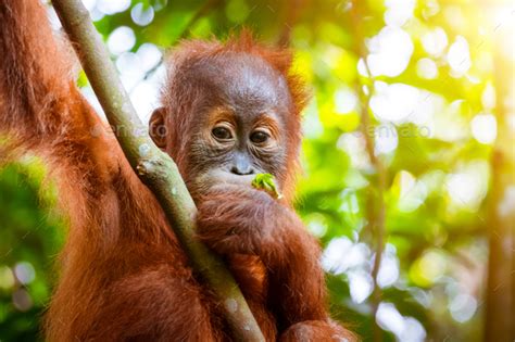 They eat variety of animals including turtles, deer and reptiles. Orangutan cute baby in tropical rainforest. Sumatra ...