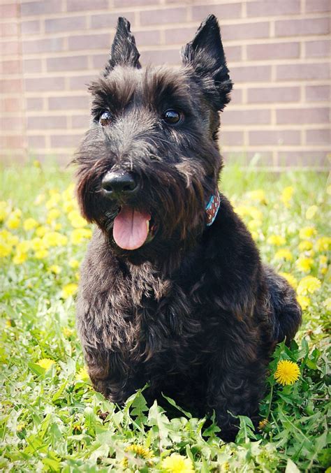 Our volunteers are in and out of the adoption center regularly and would arrange a time to meet you. Meet Pinky, a Petfinder adoptable Scottish Terrier Scottie ...
