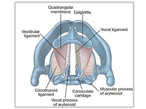 Larynx Anatomy