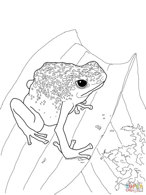 Free Poison Dart Frog Coloring Page Download Free Poison Dart Frog