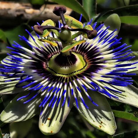 Flor De Maracuja Desenho
