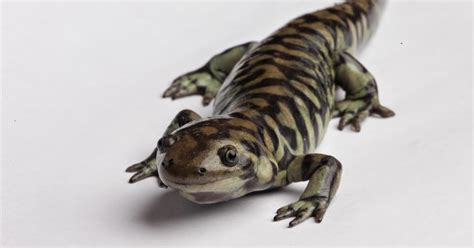 Jareddavidsonphotography Tiger Salamander Photographs
