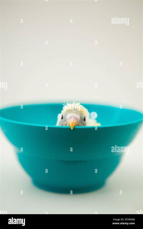 Baby Budgie Hi Res Stock Photography And Images Alamy