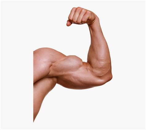 Muscle Arm Png Muscle Arms Png Transparent Png Transparent Png