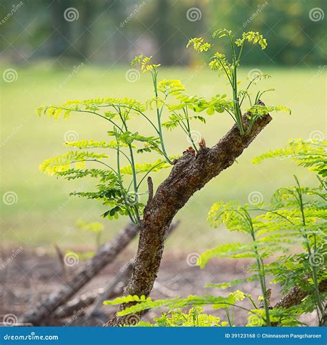 Sprout On Dry Timber Stock Photo Image Of Nature Rural 39123168