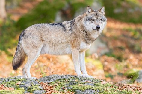 Print Of Grey Wolf Gray Wolf Wildlife Photography Nature