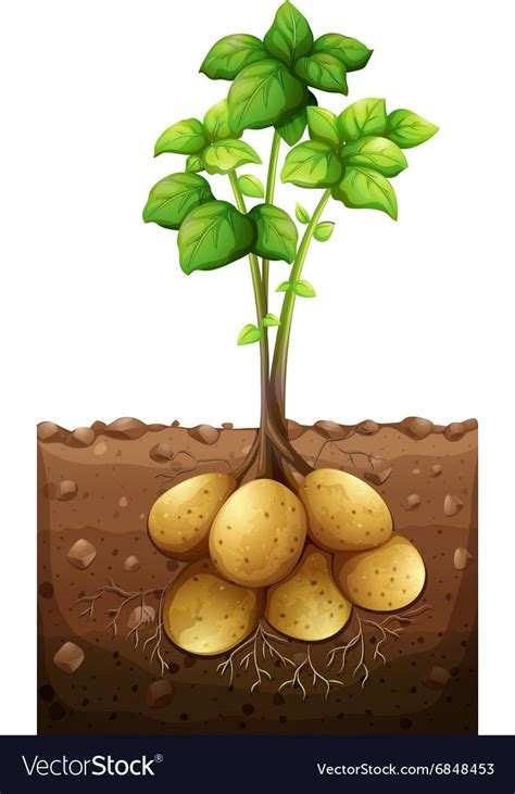 Potatoes Plant Under The Ground Download A Free Preview Or High