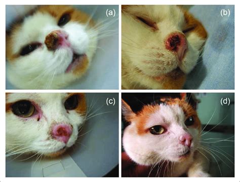 Skin Cancer On Cats Nose
