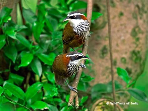 Resident birds and migratory birds are including the list of birds kerala. Top 10 Bird Sanctuaries of Kerala