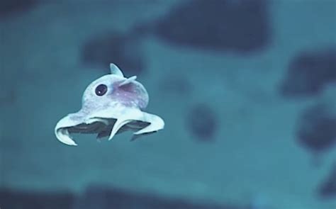Octopi With Ears And Fish That Walk Freaky Unseen Sea Creatures From Deep Water