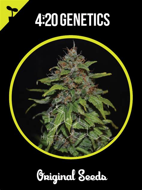 Or on the day of april 20th, and by extension, a way to identify. Comprar 3 semillas de AK 420 | GrowShop CómoCultivo.com