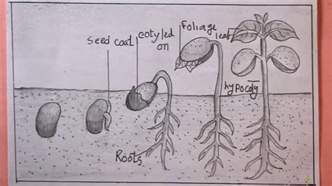 How To Draw Sprouted Seedsdraw Germination Of Seed Easyseed Drawing