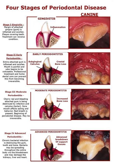 Four Stages Of Periodontal Disease Have Your Pets Mouth Checked By A